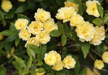 Closeup of yellow Banksia Rose blooms, Nottinghamshire, England
