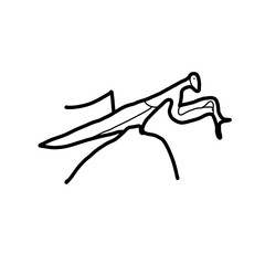 Fototapeta na wymiar grasshopper insect animal hand drawn doodle