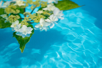 水に浮かぶアジサイの花