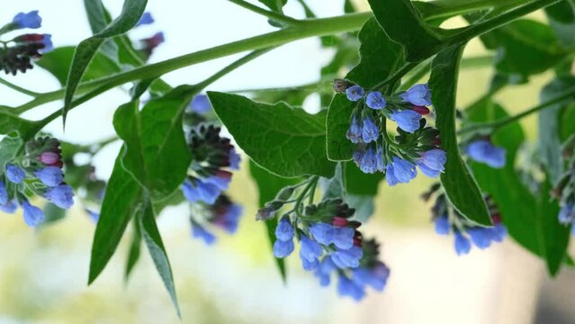 Symphytum officinale flower growing on the wild meadow in Ukraine - is genus of flowering plants in family Boraginaceae. Medicinal herb Common Comfrey of blue color in spring garden vertical video

