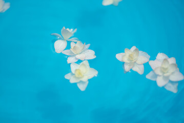 Fototapeta na wymiar 水に浮かぶアジサイの花