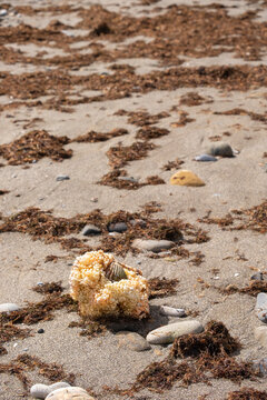 Egg case of common Dog Whel - Buccinum undatum.