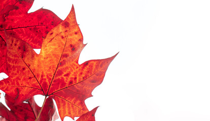Close-up of maple leaves in autumn.
