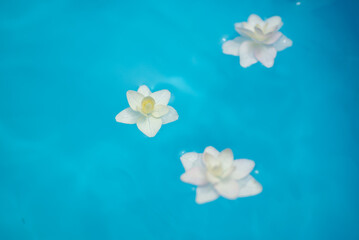 水に浮かぶアジサイの花