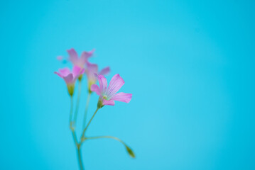 ピンクの小さな花