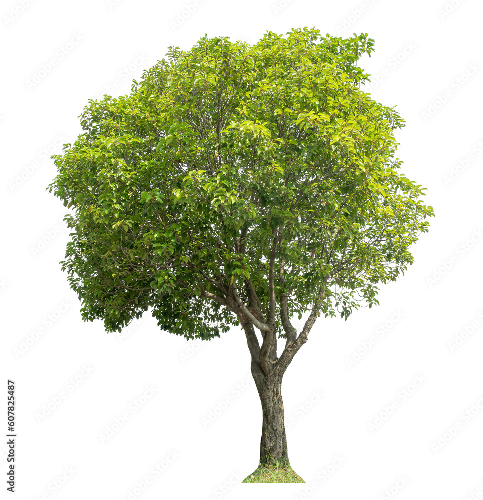 Poster Green tree isolated on transparent background with clipping path and alpha channel.