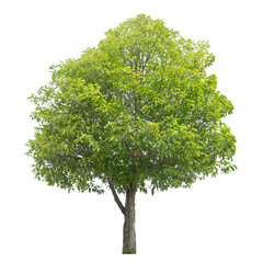Fototapeta premium Green tree isolated on transparent background with clipping path and alpha channel.
