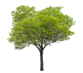 Obraz premium Green tree isolated on transparent background with clipping path and alpha channel.