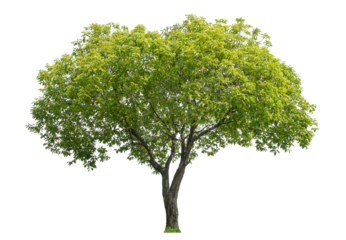 Green tree isolated on transparent background with clipping path and alpha channel.