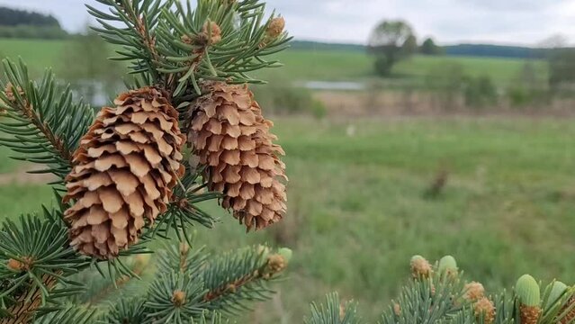 pine cones. View of nature. Spruce cones and branches close-up. Nature background. Green spruce branches with needles and many conesr. Many cones on spruce. Fir tree.