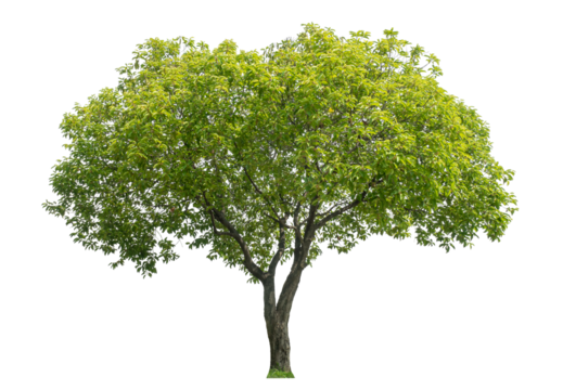 Green tree isolated on transparent background with clipping path and alpha channel.