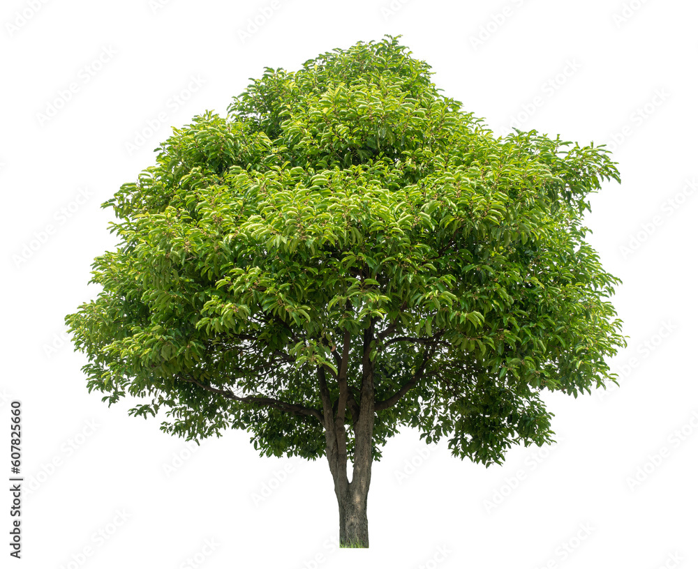 Poster Green tree isolated on transparent background with clipping path and alpha channel.