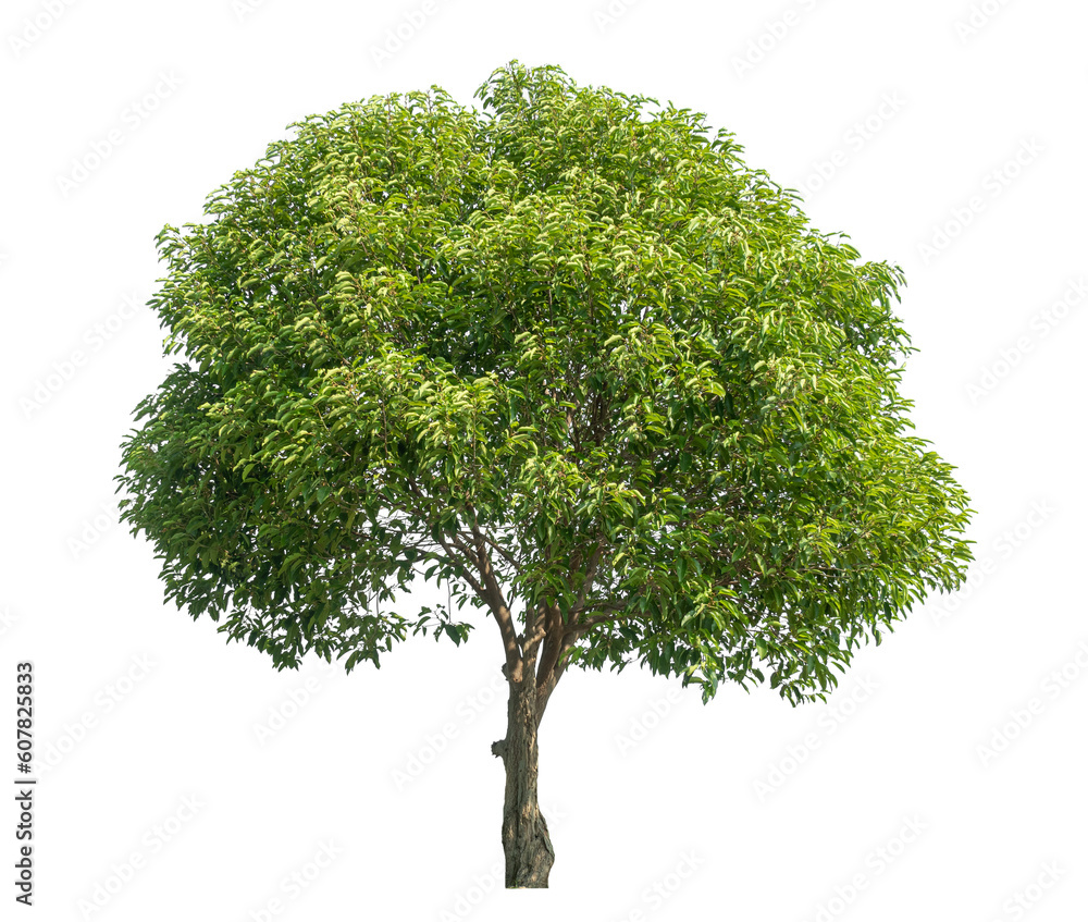 Poster Green tree isolated on transparent background with clipping path and alpha channel.