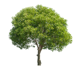 Green tree isolated on transparent background with clipping path and alpha channel.