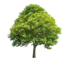Fototapeta na wymiar Green tree isolated on transparent background with clipping path and alpha channel.