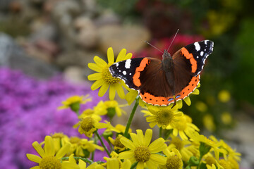 Schmetterling 1077 © K.-U. Häßler