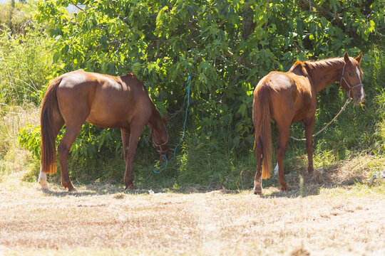 Brown horses in reins grazing near a bush