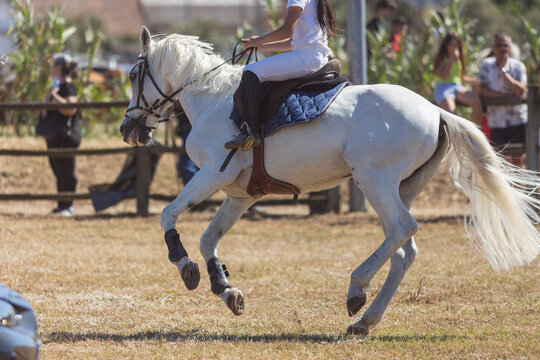 Equestrian sport - a little girl riding white horse at the ranch