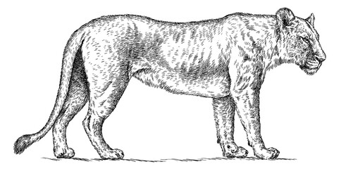 Vintage engraving isolated lion king set illustration ink sketch. Africa wild cat background animal silhouette art. Black and white hand drawn image © Turaev