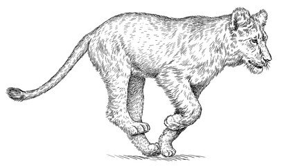 Vintage engraving isolated lion king set illustration ink sketch. Africa wild cat background animal silhouette art. Black and white hand drawn image