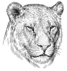 Vintage engraving isolated lion king set illustration ink sketch. Africa wild cat background animal silhouette art. Black and white hand drawn image