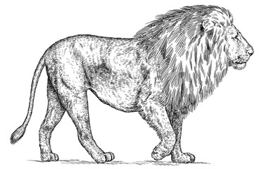 Vintage engraving isolated lion king set illustration ink sketch. Africa wild cat background animal silhouette art. Black and white hand drawn image