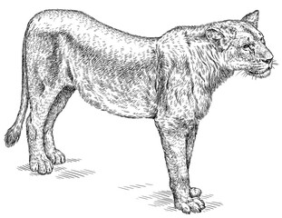 Vintage engraving isolated lion king set illustration ink sketch. Africa wild cat background animal silhouette art. Black and white hand drawn image