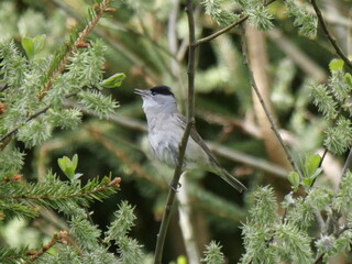 blackcap male in springtime