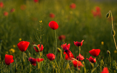 Close up photo with a beautiful red poppy field landscape. Spring nature flowers.