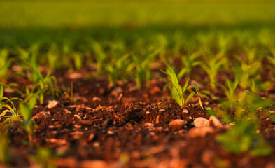 A field of small corn plants in a spring landscape during a beautiful sunset. Farming and agriculture industry concept photo.