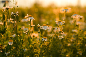 Chamomile flowers landscape. Spring view in beautiful sunset light, close up flower view.