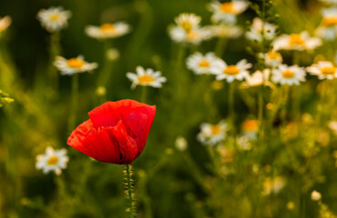 Naklejka premium Close up photo with a beautiful red poppy field landscape. Spring nature flowers.