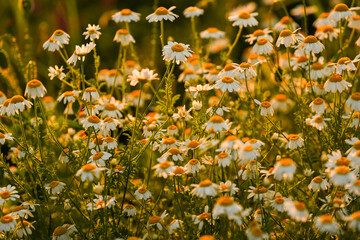 Chamomile flowers landscape. Spring view in beautiful sunset light, close up flower view.