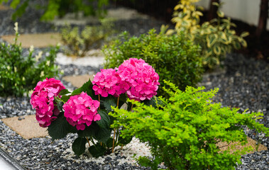 Spring rain over hydrangea pink flower in a beautiful backyard green garden
