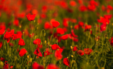 Fototapeta na wymiar Close up photo with a blooming red poppy flower in a meadow field. Poppy plants landscape.