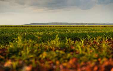 Fototapeta na wymiar A field of small corn plants in a spring landscape during a beautiful sunset. Farming and agriculture industry concept photo.