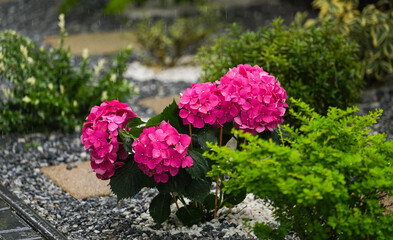 Spring rain over hydrangea pink flower in a beautiful backyard green garden