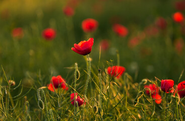 Close up photo with a beautiful red poppy field landscape. Spring nature flowers.