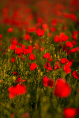 Close up photo with a blooming red poppy flower in a meadow field. Poppy plants landscape.