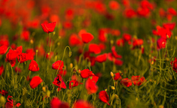 Close up photo with a blooming red poppy flower in a meadow field. Poppy plants landscape. © Dragoș Asaftei