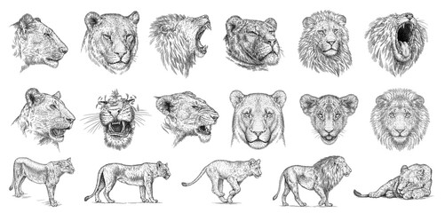 Vintage engraving isolated lion king set illustration ink sketch. Africa wild cat background animal silhouette art. Black and white hand drawn image