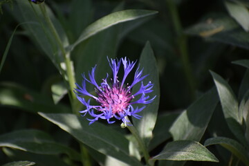 purple summer flower 