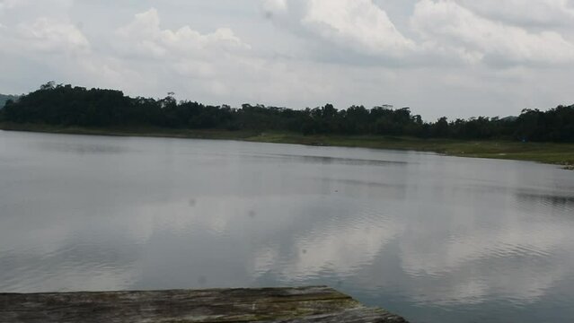 wooden pathway trough a green forest borded by trees  at the edge of water