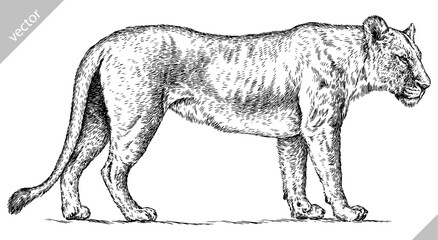 Vintage engraving isolated lion king set illustration ink sketch. Africa wild cat background animal silhouette art. Black and white hand drawn image © Turaev