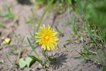 summer yellow flower 