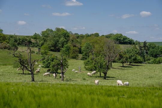 Kühe auf einer Weide am Moselhöhenweg