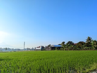 Fototapeta na wymiar Rice fields in the sky blue with mountain background 