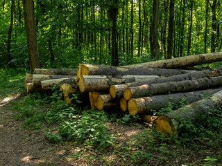Trunks of cut trees in the forest