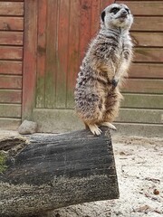 surykatka w zoo © jakub