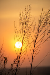Fototapeta premium Silhouette of dry grass on the background of the setting sun